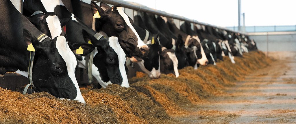 Cow